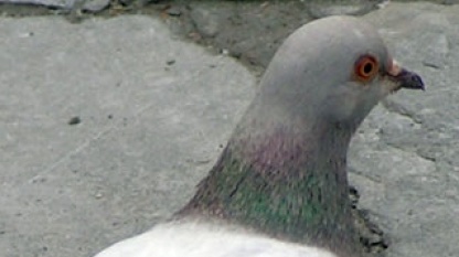 Taube
