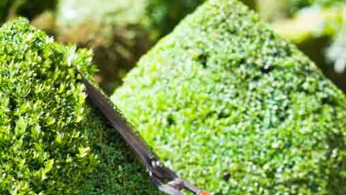 Buchsbaum Schnitt - istockphoto.com © stocknshares Buchsbaum Schnitt - istockphoto.com © stocknshares