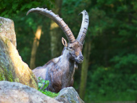 Steinbock-Vater beobachtet Junges von erhöhter Warte (Foto: Ralf Blechschmidt) Steinbock-Vater beobachtet Junges von erhöhter Warte (Foto: Ralf Blechschmidt)