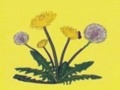 Pusteblume Pusteblume