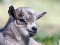 Zicklein im Wildpark Zicklein im Wildpark