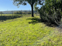Grüne Wiese, blauer Himmel und Baum